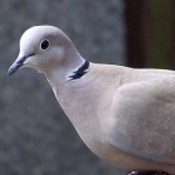 Turkse tortel